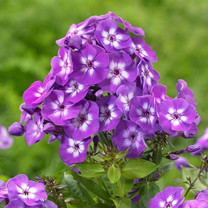 Phlox 'Amethyst Pearl'