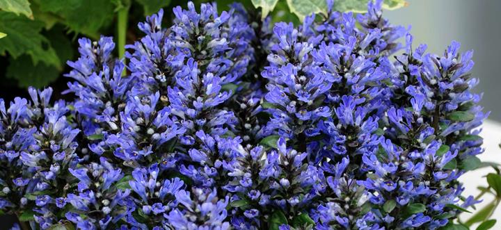 Ajuga reptans 'Blueberry Muffin'
