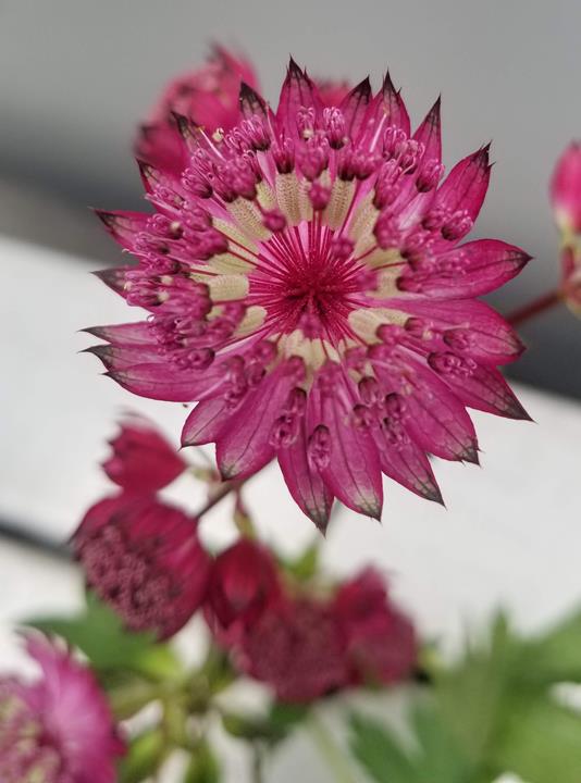 Astrantia 'Star of Fire'