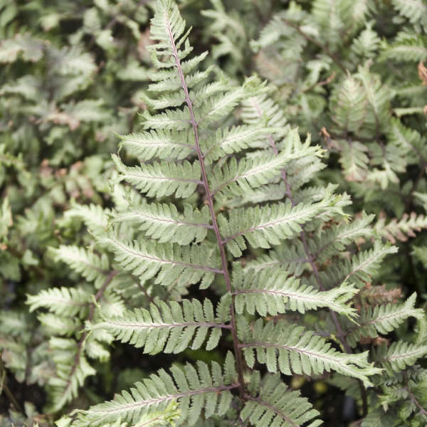 Fougère Athyrium niponicum 'Applecourt'