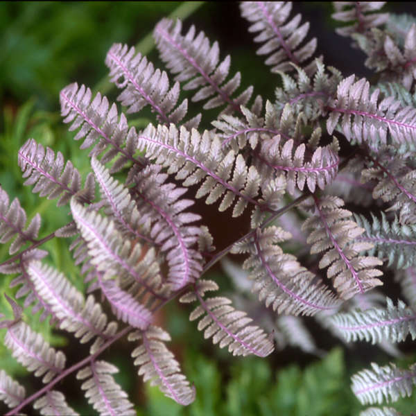 Fougère Athyrium niponicum 'Burgundy Lace'