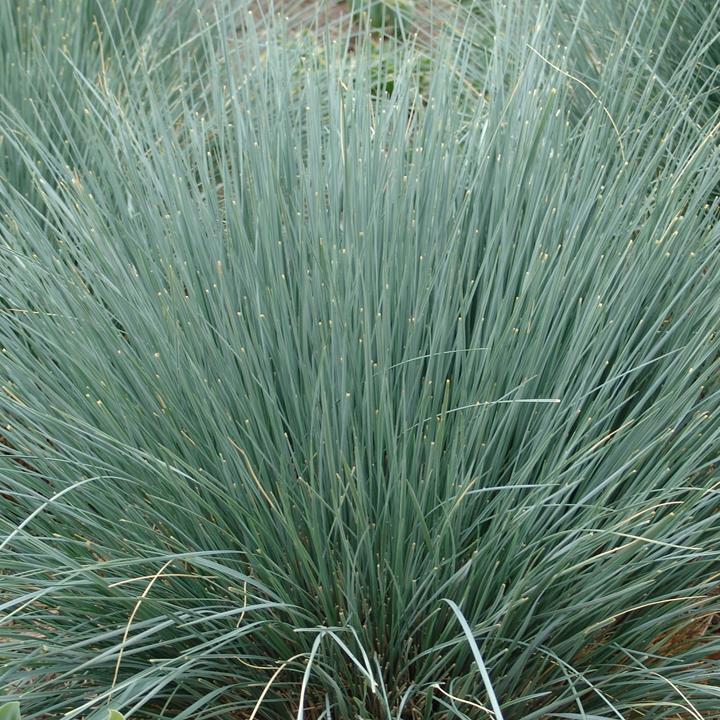 Helictotrichon sempervirens 