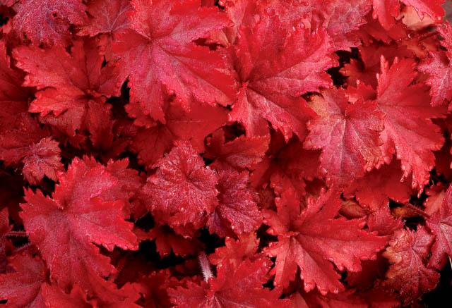 Heuchera 'Fire Chief'