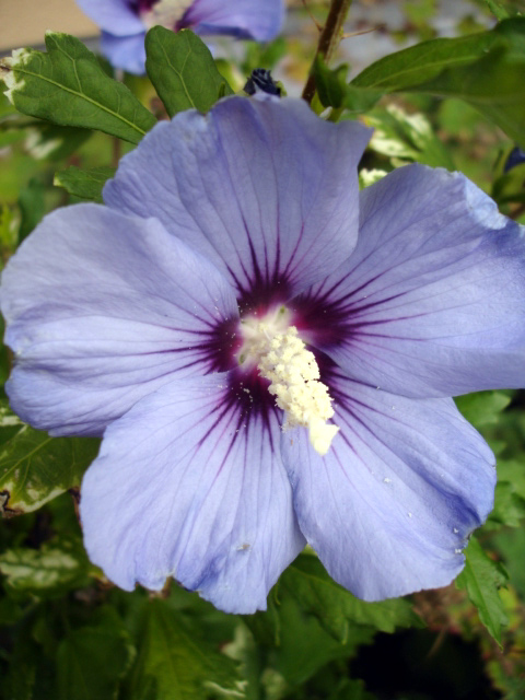 Hibiscus syriacus 'Oiseau Bleu'