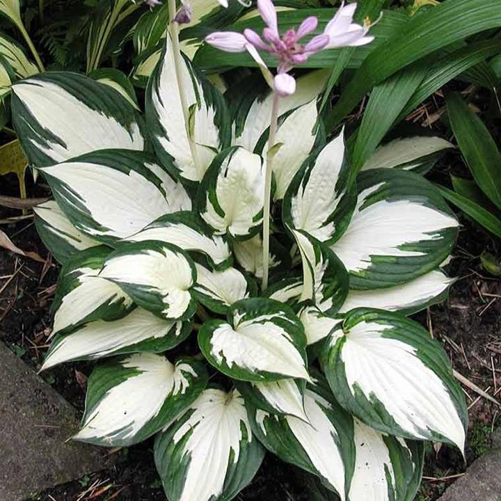 Hosta 'Fire and Ice'