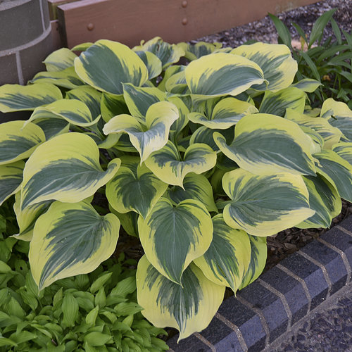 Hosta 'Liberty'