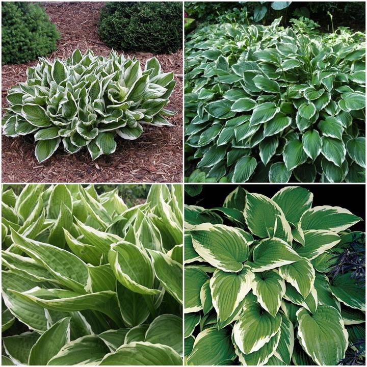 Hosta 'Undulata Albomarginata'