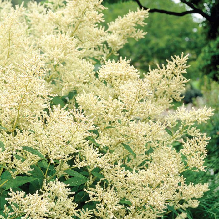 Persicaria polymorpha 