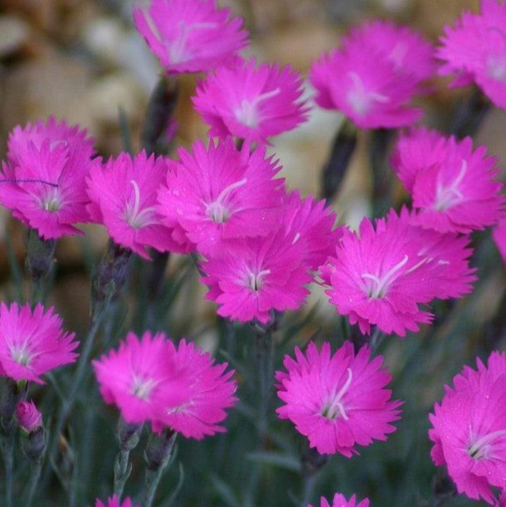 Dianthus gratianapolitanus 'Firewitch'