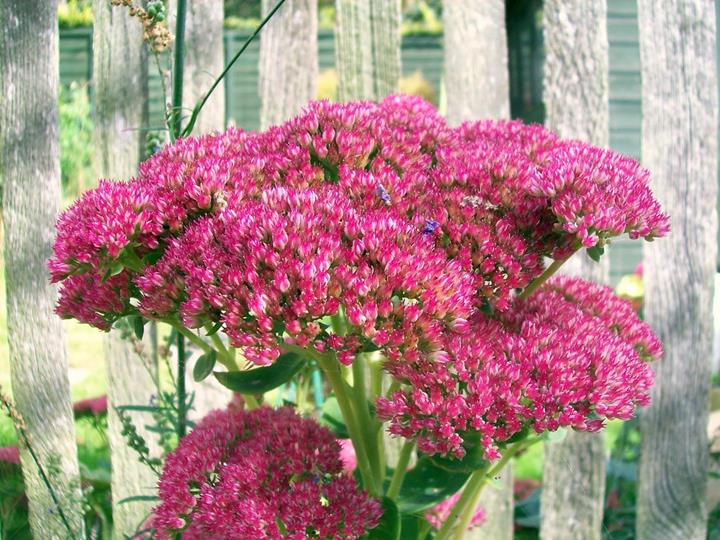 Sedum spectabile 'Karl'
