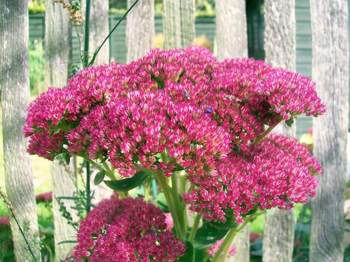 Sedum spectabile 'Karl' 