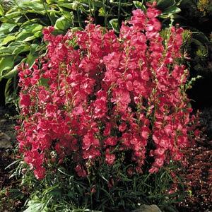 Sidalcea oregana 'Brillant'
