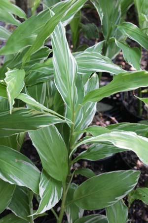 Zingiber mioga 'White Arrow'