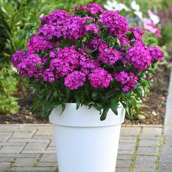 Dianthus Jolt™ Purple