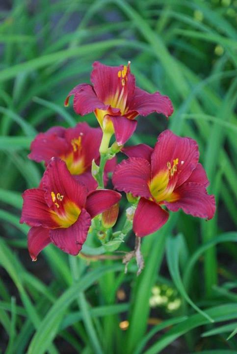 Hemerocallis 'Persian Ruby'