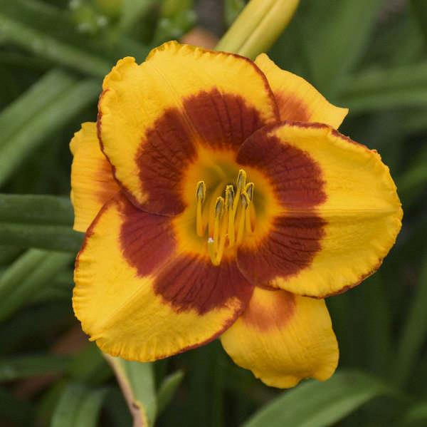 Hemerocallis 'Warsaw Island'