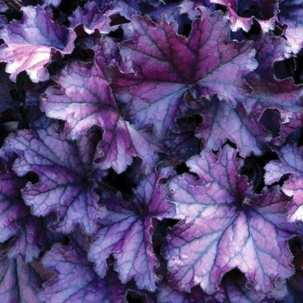 Heuchera 'Forever Purple'