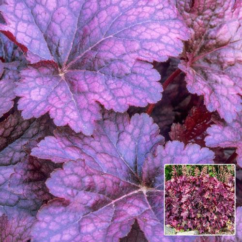 Heuchera micrantha 'Palace Purple'