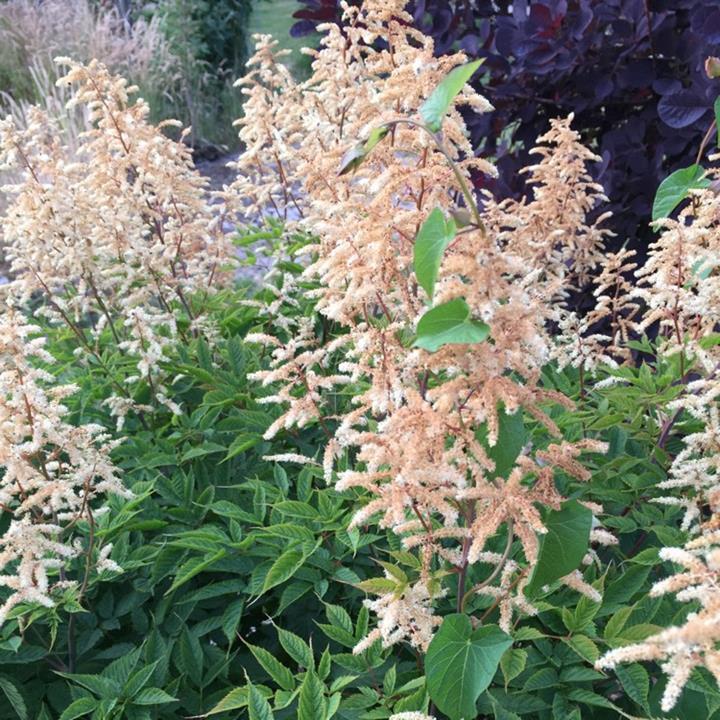 Astilbe arendsii 'White Gloria'