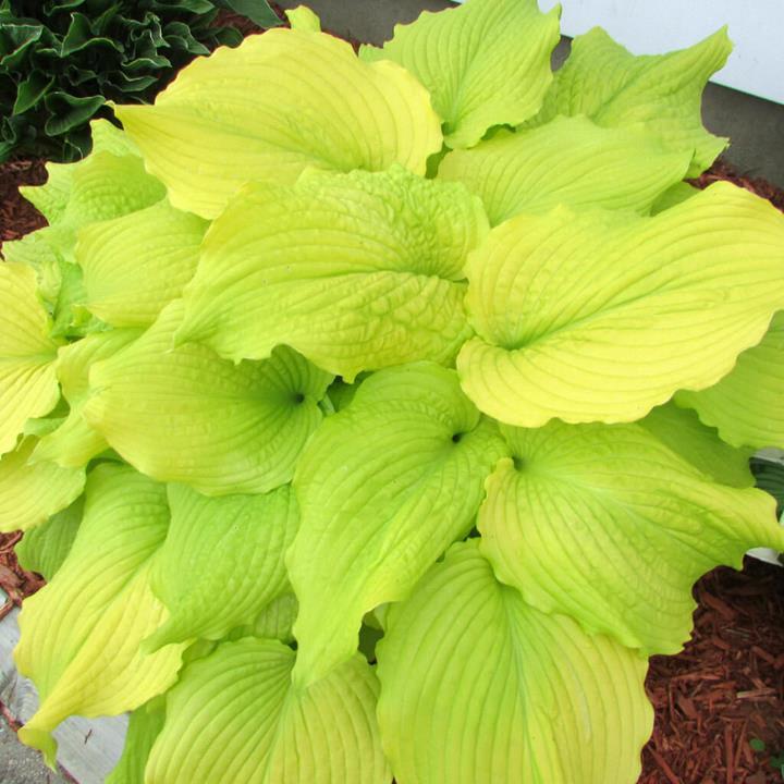 Hosta 'Dancing Queen' 