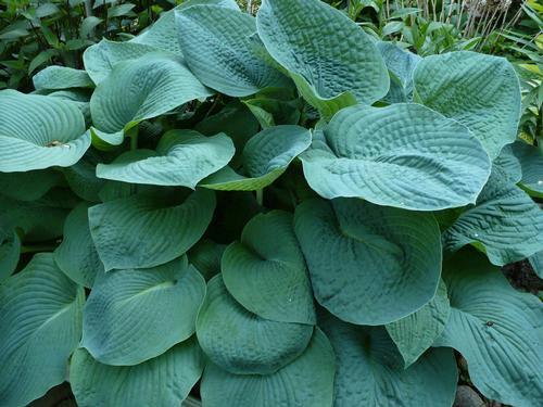 Hosta 'Catherine'