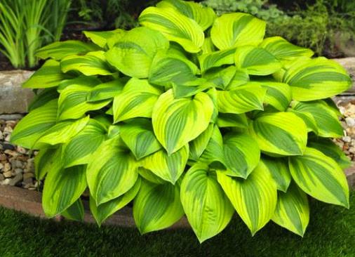 Hosta 'Velvet Moon'