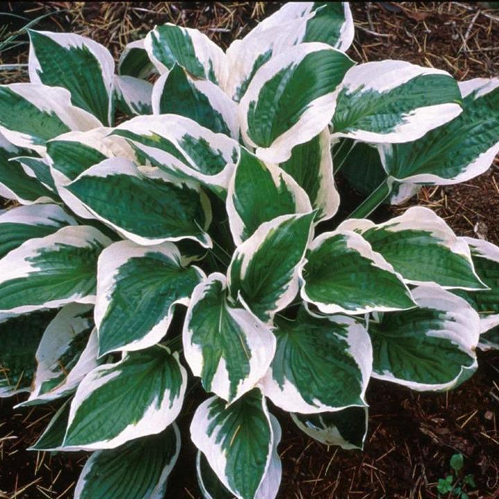 Hosta fortunei 'Patriot'