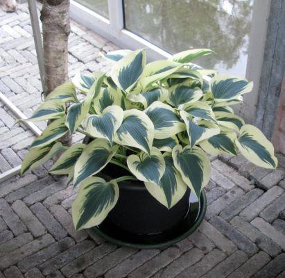 Hosta 'Blue Ivory'