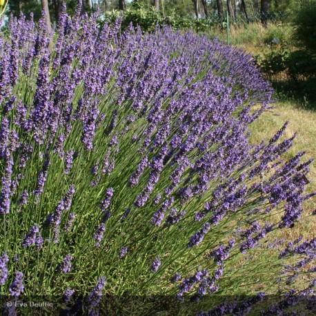 Lavandula angustifolia 'Grosso'