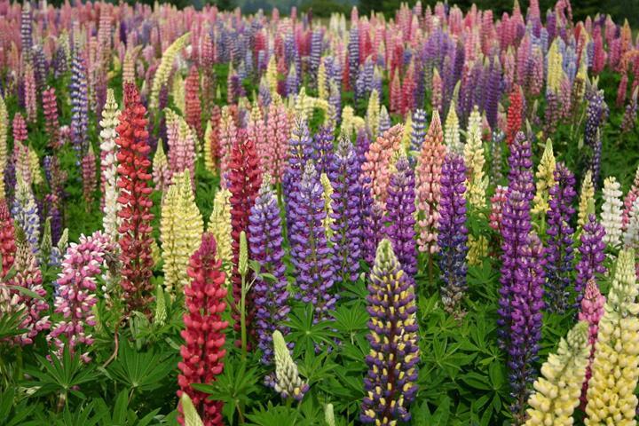 Lupinus polyphyllus 'Russell Mix'