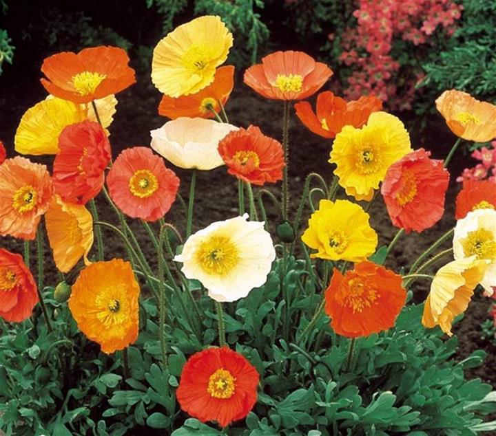 Papaver nudicaule 'Garden Gnome'