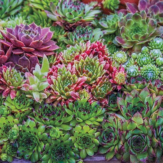 Sempervivum 'Hopewell'