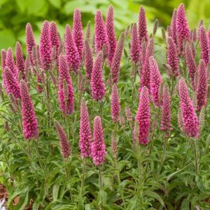 Veronica 'Atomic Red Ray'