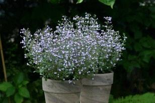 Calamintha Marvelette Blue