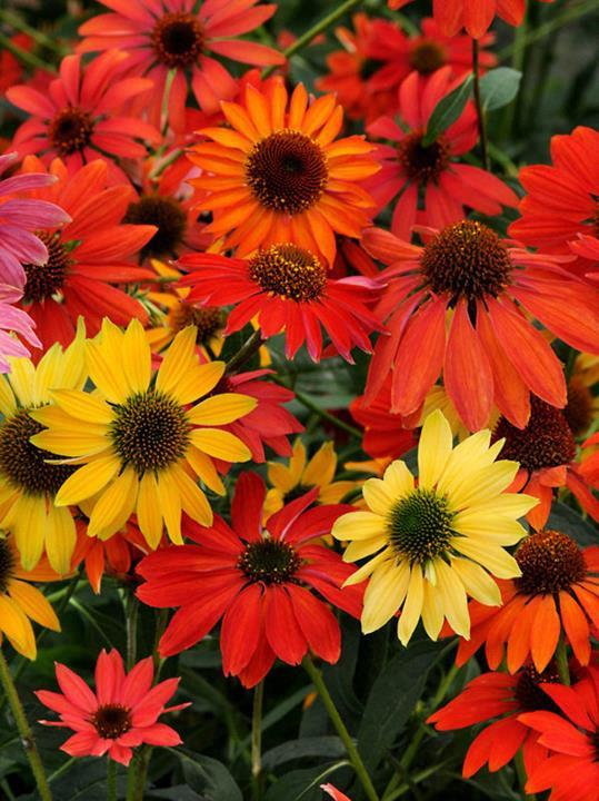 Echinacea 'Cheyenne Spirit'