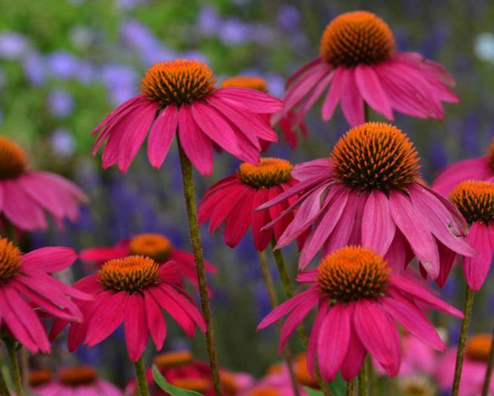 Echinacea purpurea 'PowWow Wild Berry'