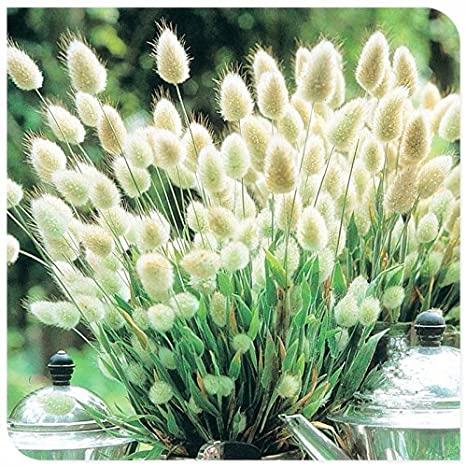 Pennisetum messiacum 'Red Bunny Tails'