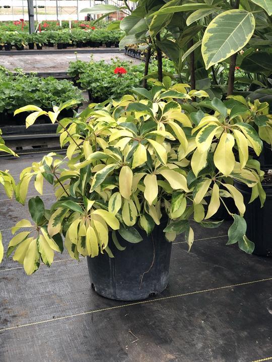 Schefflera Arboricola 'Dazzle'