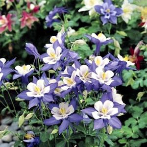 Aquilegia Kirigami 'Deep Blue and White'