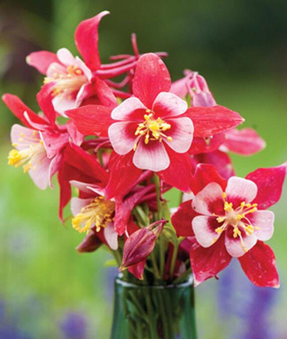 Aquilegia Kirigami 'Rose and White'