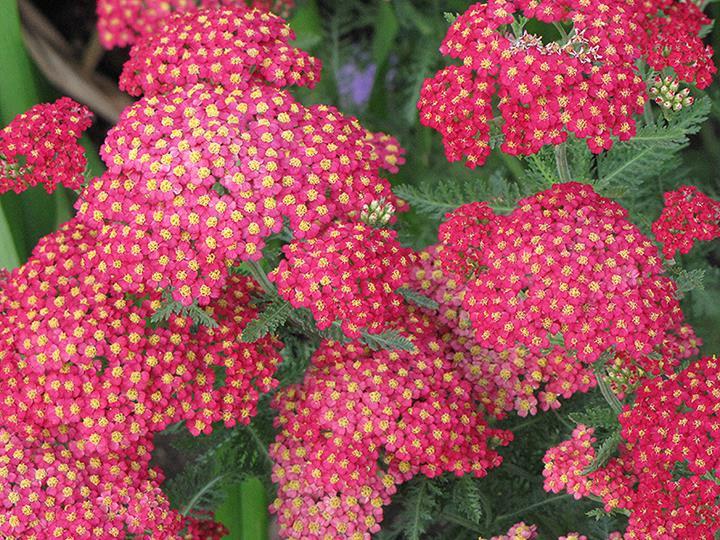 Achillea millefolium 'New Vintage™ Violet