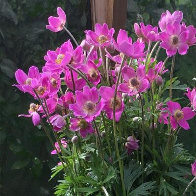 Anemone japonica 'Spring Beauty Pink'