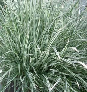 Arrhenatherum elatius 'Variegatum'