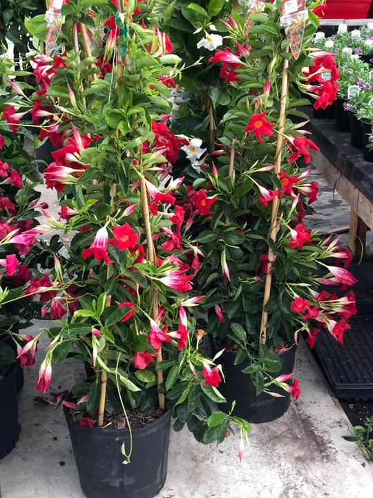 Dipladenia (mandevilla) teepee 10''