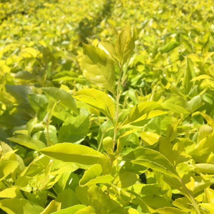 Duranta erecta ‘Lime’