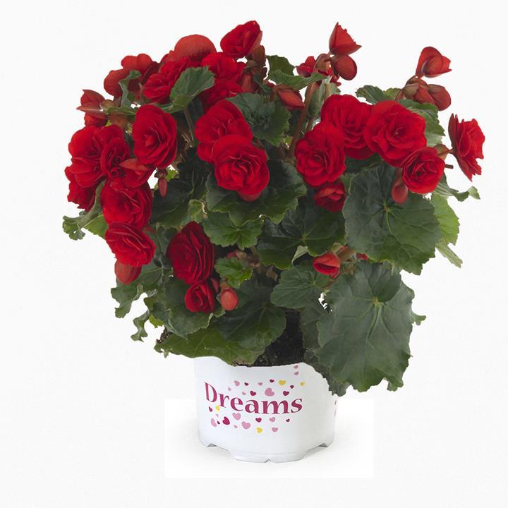 Begonia Reiger Carmen (rouge)