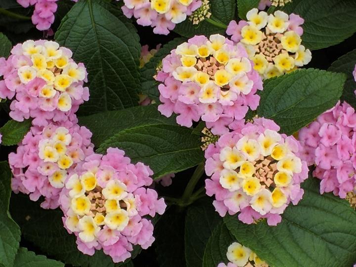 Lantana camara Lucky™ Lavender