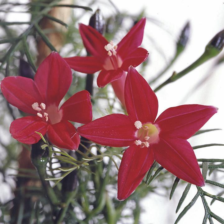 Ipomoea pinnata 