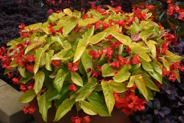 Begonia ‘Canary Wing’