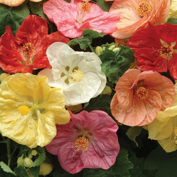 Abutilon Bella™ mix